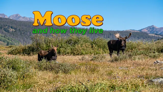 Moose And How They Live