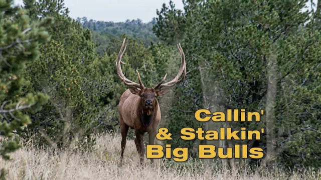 Calling And Stalking Big Bulls