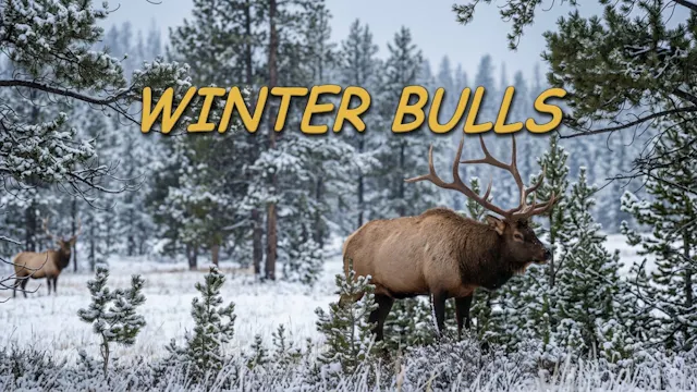 Winter Bulls