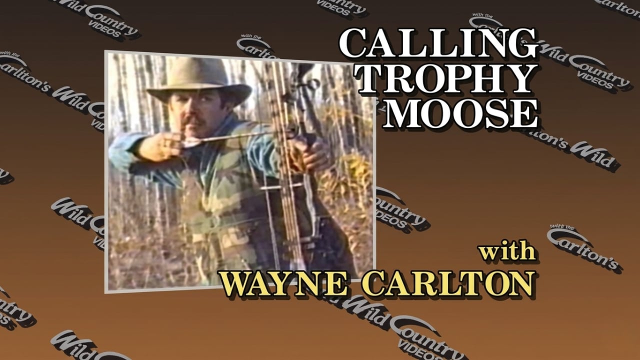 Calling Trophy Moose