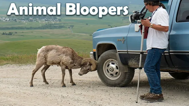 Animal Bloopers