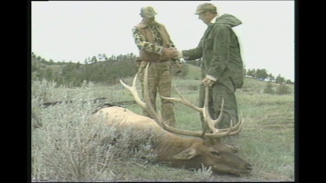 Early Season Bugling
