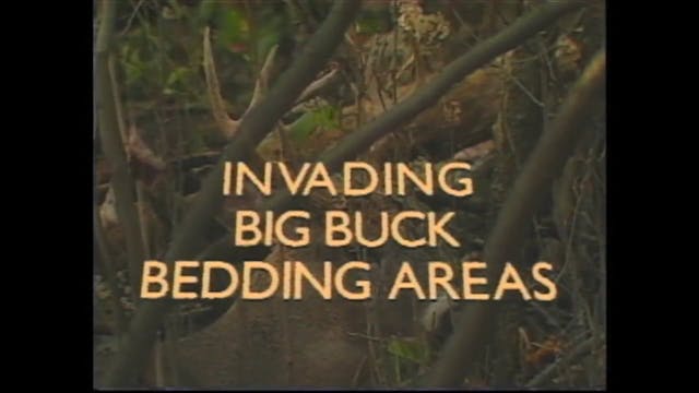 Invading Big Buck Bedding Areas