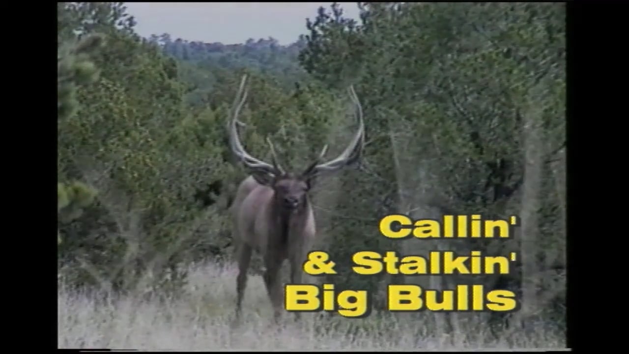 Calling And Stalking Big Bulls
