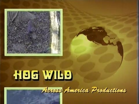 Hog Wild