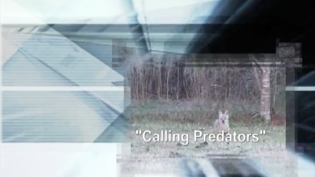 Calling Predators