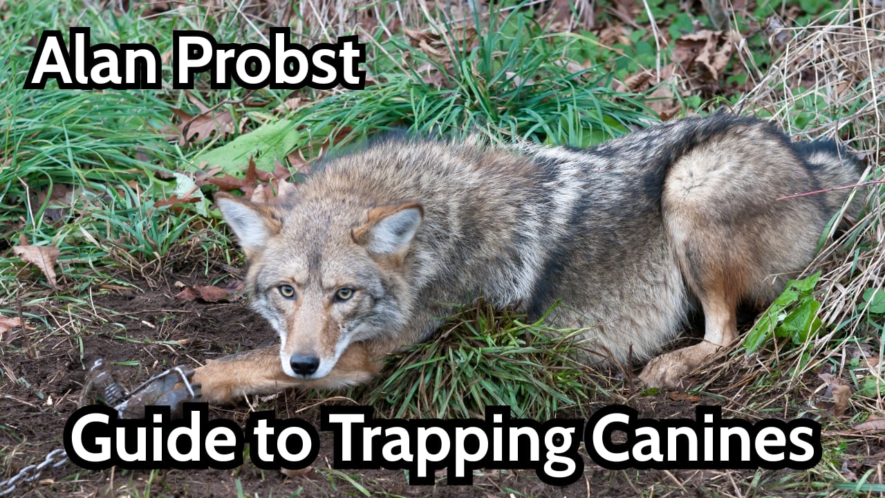 Guide to Trapping Canines with Alan Probst
