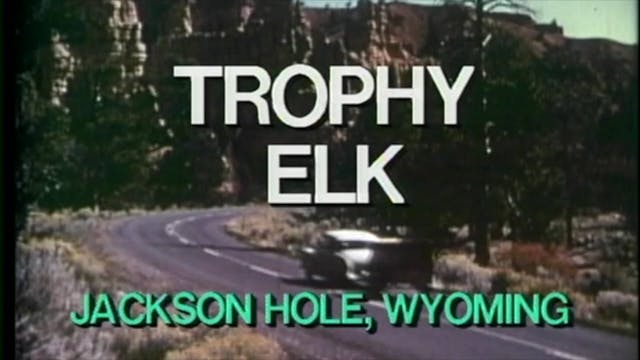 Trophy Elk