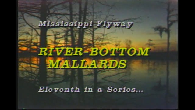 River Bottom Mallards