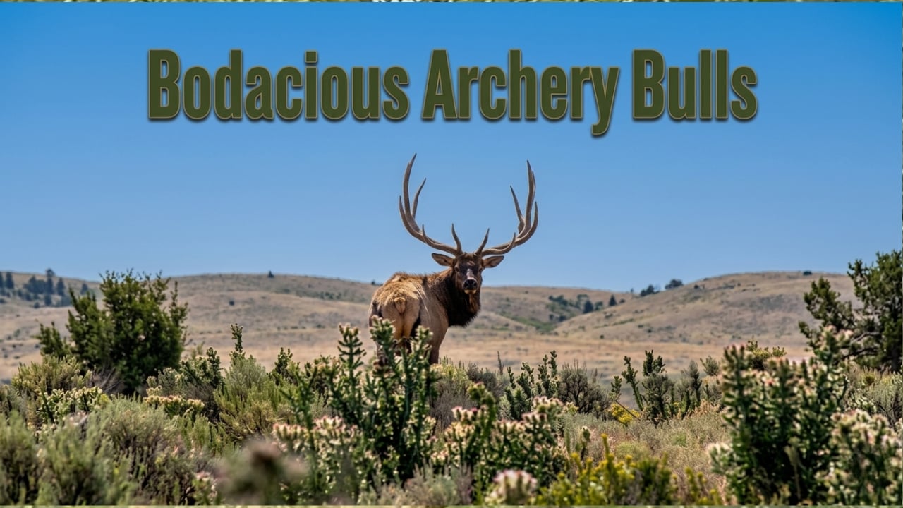Bodacious Archery Bulls