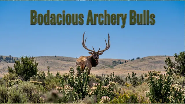 Bodacious Archery Bulls