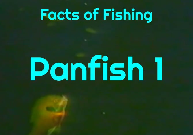 Panfish 1