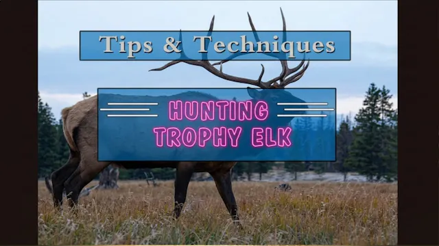 Hunting for Trophy Elk