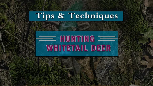 Hunting Whitetail Deer