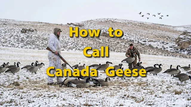 How to Call Canada Geese
