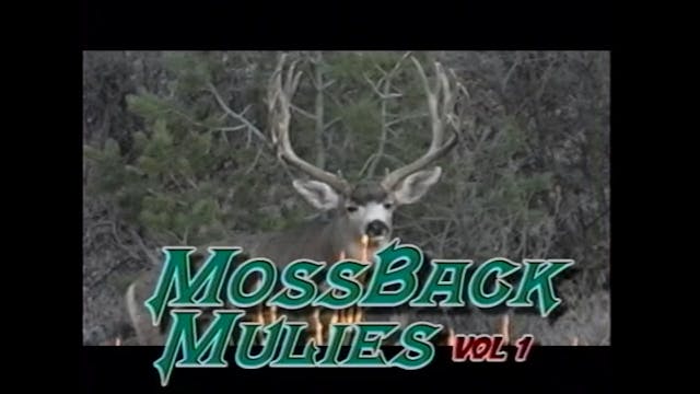 Mossback Mulies 1