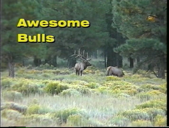 Awesome Bulls