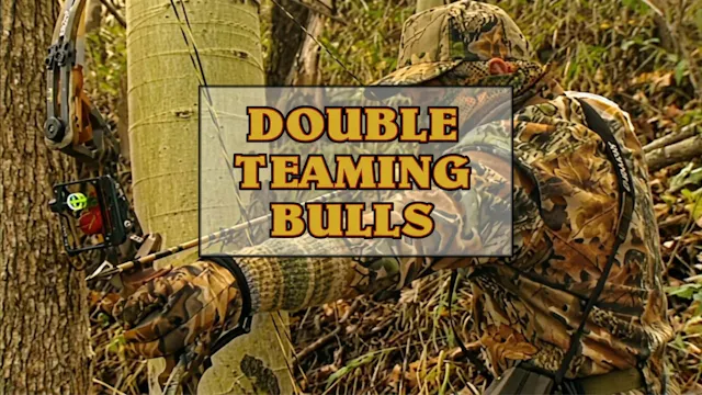Double Teaming Bulls