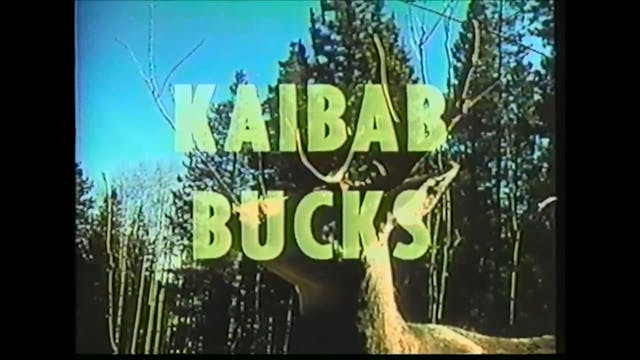 Kaibab Bucks