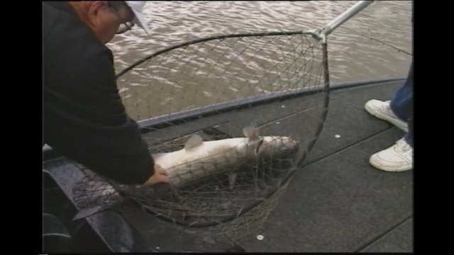 River Catfish