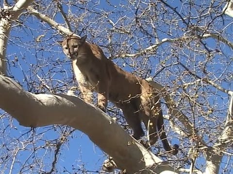El Gato 2: Hunting the Big Cat