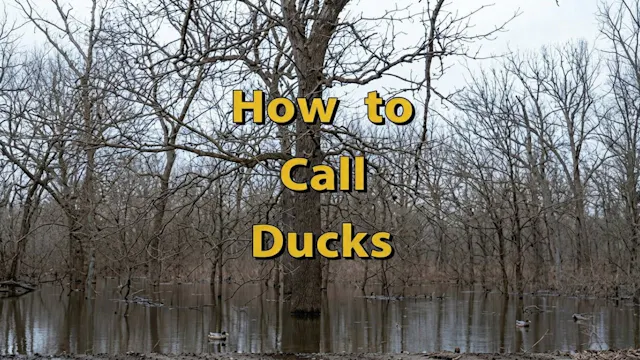 How To Call Ducks