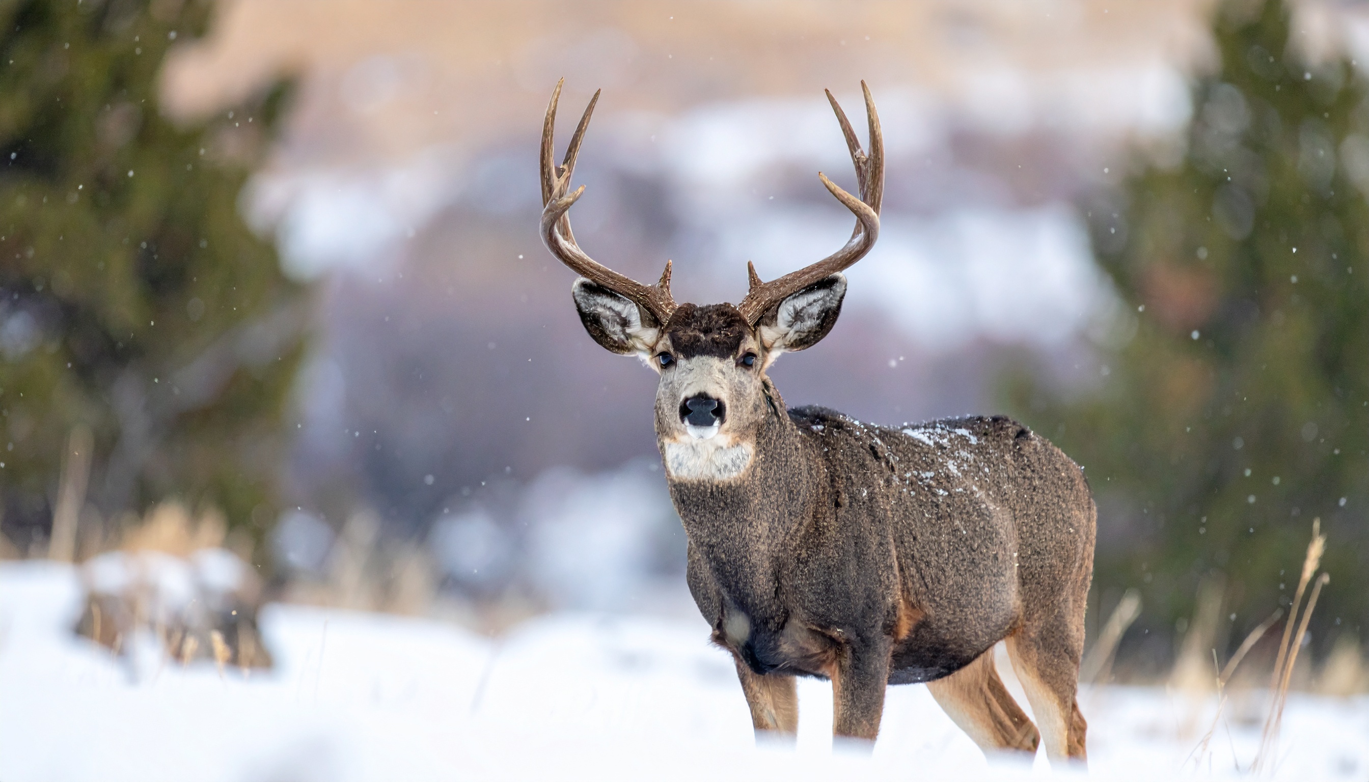 Mule Deer