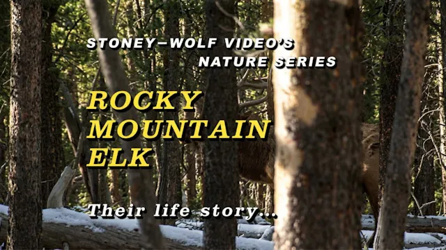 Rocky Mountain Elk