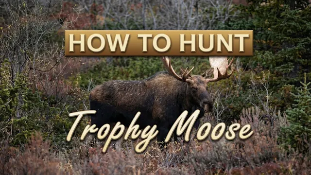 How to Hunt Trophy Moose