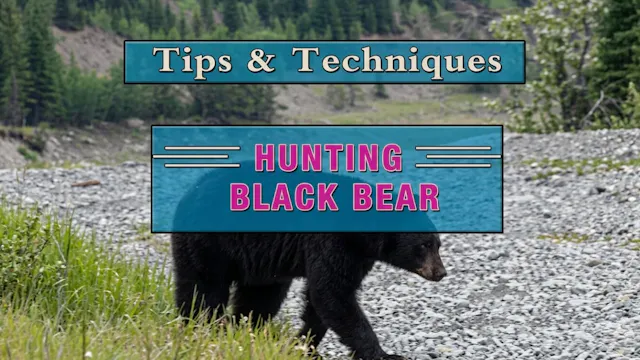 Hunting Black Bear