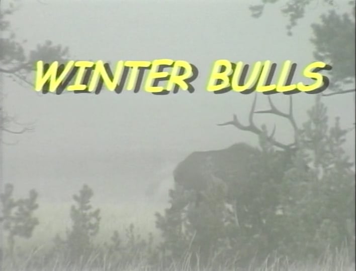 Winter Bulls