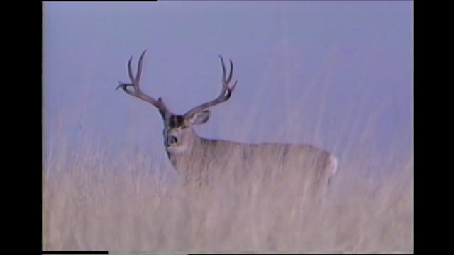 Hunting Rocky Mountain Mule Deer