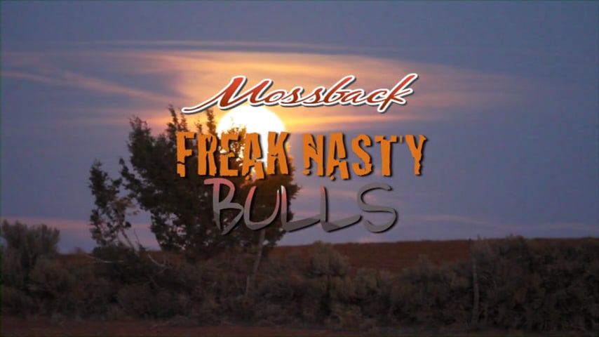 Freak Nasty Bulls