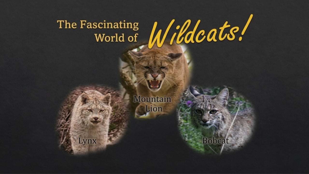 Facinating World of Wildcats
