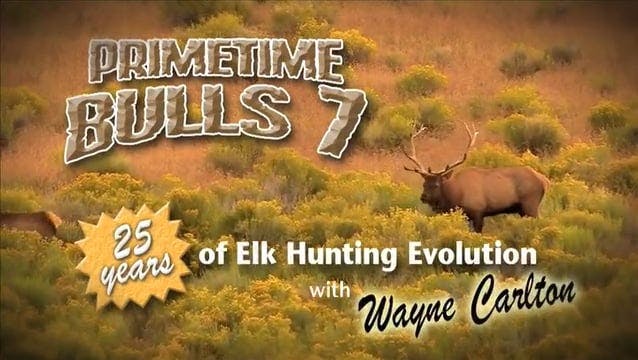 Primetime Bulls 7