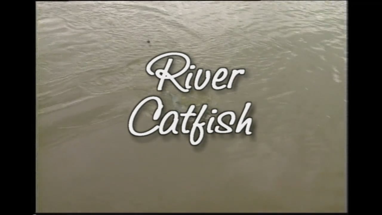 River Catfish