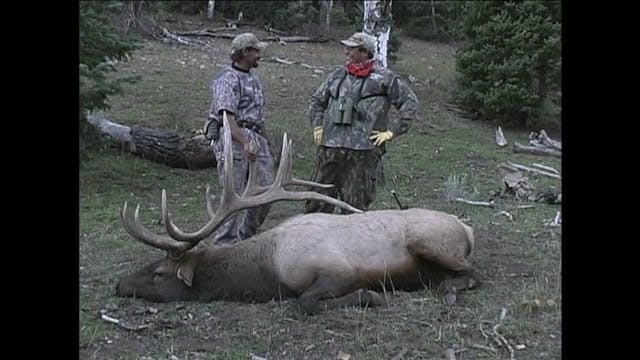 Screaming Bulls 3