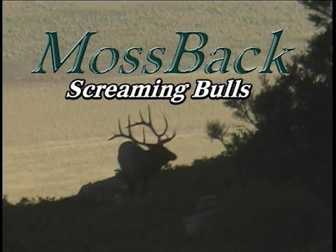Screaming  Bulls