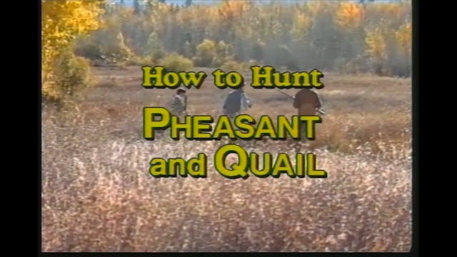 How to Hunt Pheasants and Quail