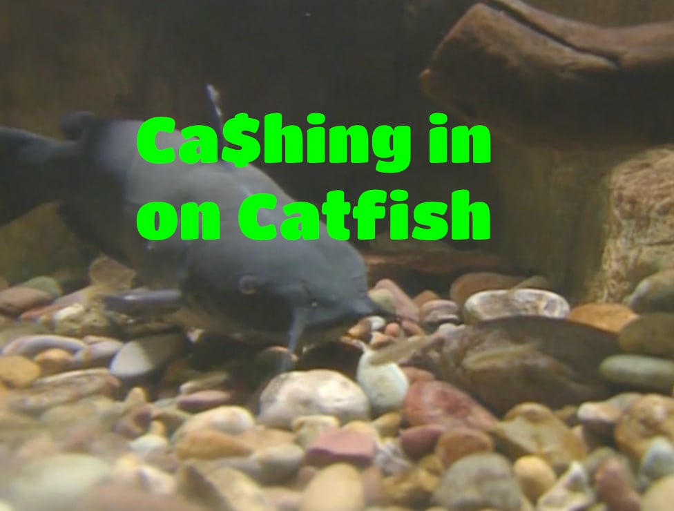 Cashing in on Catfish