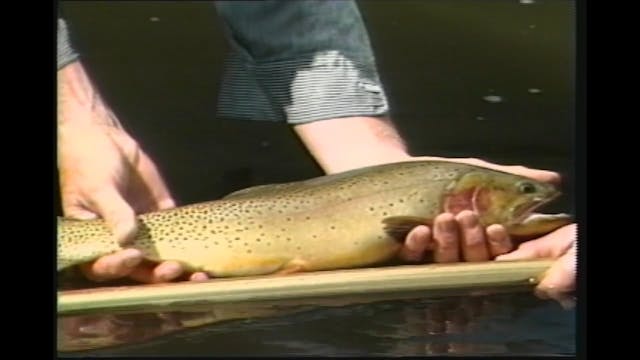 Blue Ribbon Trout