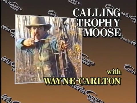 Calling Trophy Moose