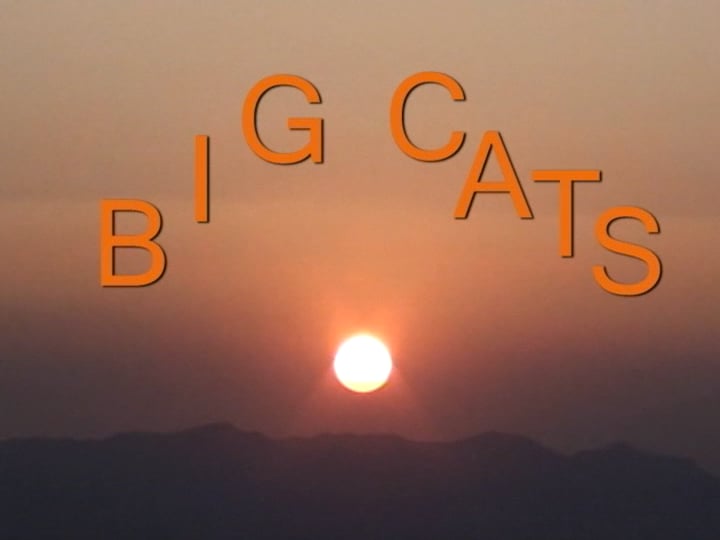 Big Cats