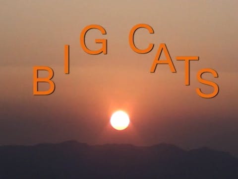 Big Cats