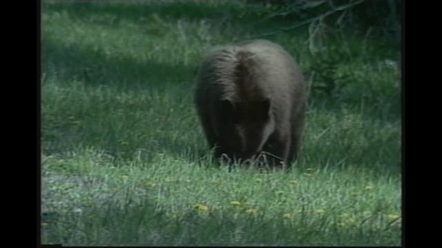 Hunting Black Bear