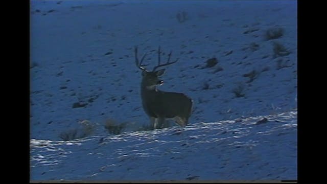 Quest for Trophy Mule Deer