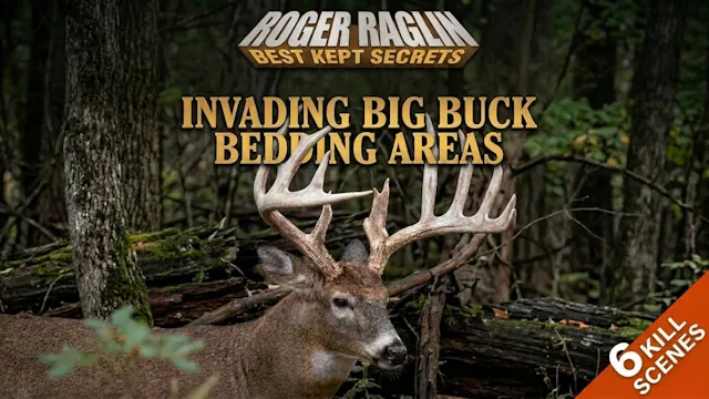 Invading Big Buck Bedding Areas