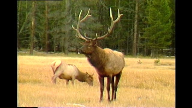 Rocky Mountain Elk