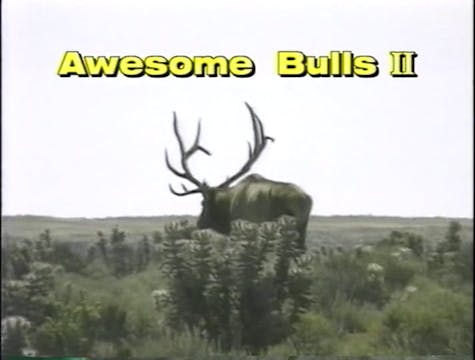 Awesome Bulls 2