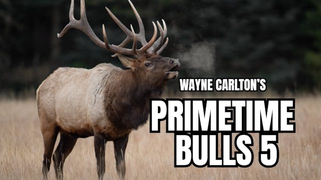 Primetime Bulls 5